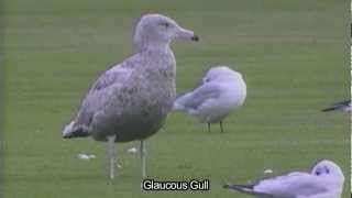 An eye for Iceland and Glaucous Gulls [upl. by Hada]