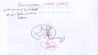 fasciculation vs clonus [upl. by Pratt]