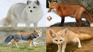 All Fox Species Genus Vulpes  Species List [upl. by Tiduj803]