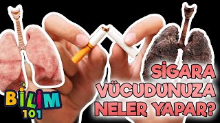 Sigaranın Vücudumuza Etkisi ve Zararları Nelerdir [upl. by Aenahs579]