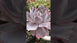 shorts  Echeveria Afterglow [upl. by Nyrac]