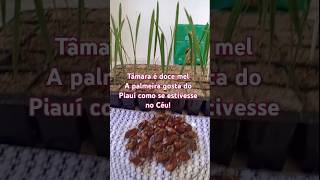 Germinação de sementes de tâmara e uma palmeira com um ano de germinada 86 999862125 [upl. by Barbour]