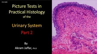 Picture tests in histology of the renal system 2 [upl. by Annaihr]