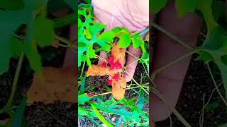 playstation natural medicinal plantas cundeamor shorts shortvideo parati subscribe status [upl. by Ardnasil]