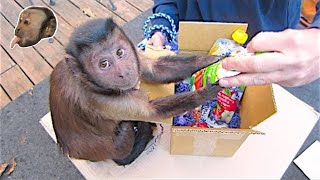 Capuchin Monkey Opens Awesome Packages [upl. by Boothe]