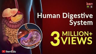 Learn About Human Digestive System  Animation Part 1 iKen  iKen Edu  iKen App [upl. by Herb]