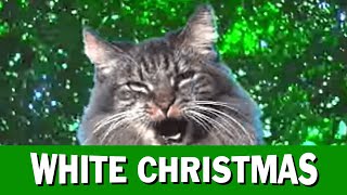 Jingle Cats White Christmas [upl. by Coyle]