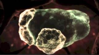 Naegleria fowleri  Braineating amoeba [upl. by Isiad788]