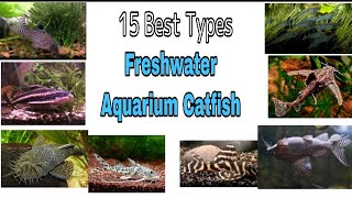 15 Best Types Of Freshwater Aquarium Catfish [upl. by Abdel577]