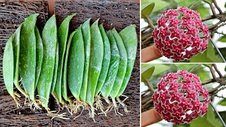 Propagating Hoya flower orchid by leaves and the results are amazing [upl. by Ardnik]