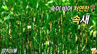 퍼니의 양치식물 속이 비어 처연한 속새 Equisetum hyemale L [upl. by Whitebook]