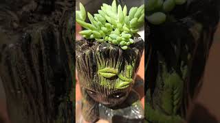 Groot y Sedum Morganianum 💚 suculentas sedum sedumMorganianum groot [upl. by Jacquelyn]