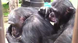 Chimpanzee grooming up close [upl. by Will175]