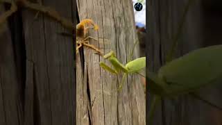 Praying Mantis Vs Scorpion Which One is Powerful shorts animals insect [upl. by Teri]