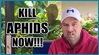 How to Get Rid of APHIDS [upl. by Nosloc]