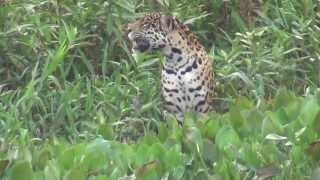 Hunting Jaguar in the Pantanal Brazil [upl. by Gerlac]