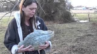 Saving seed from Blue Hubbard squash [upl. by Kassie]