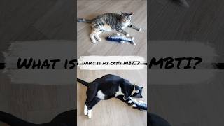 What is my cats MBTI  Cats review floppy fish toy [upl. by Llekcm]