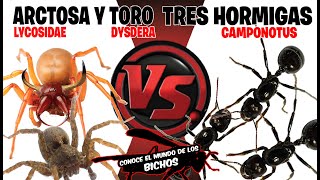 ARAÑA ARCTOSA Y ARAÑA TORO VS TRES HORMIGAS [upl. by Touber]