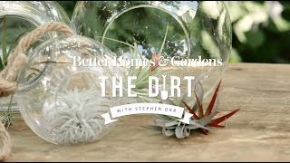 How To Grow and Care For Airplants  The Dirt  Better Homes amp Gardens [upl. by Ettezzil]