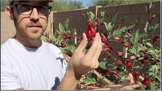 Roselle Hibiscus Jam from Start to Finish [upl. by Ssalguod]