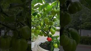 Amazing homestead vegetables  smartfarming  urbangardening  shorts [upl. by Peedus]