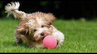 Dogs Playing with Squeaky Toys Compilation 2020 [upl. by Ssilb974]