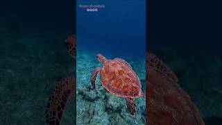 The leatherback sea turtle 🐢 life style youtubeshorts animals shorts leatherback [upl. by Elokkin]