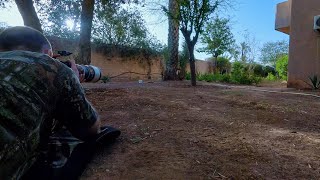 🇲🇦 Bird photography in extreme heat  Marrakesh Morocco 🇲🇦 [upl. by Dlonyer274]