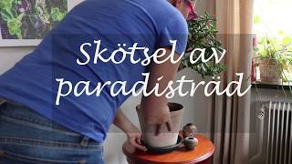 Skötsel av paradisträd [upl. by Grosberg146]