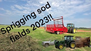 Sprigging  planting sod fields [upl. by Ruben]