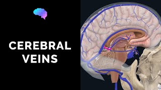 Venous Drainage of the Brain 3D tutorial  UKMLA  CPSA [upl. by Eleets671]