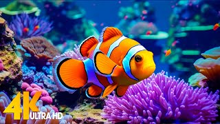 Aquarium 4K VIDEO ULTRA HD 🐠 Beautiful Coral Reef Fish  Relaxing Sleep Meditation Music 28 [upl. by Ruthe963]