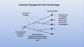 Phylogeny 1  Basic terminologies [upl. by Keelia]