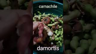 camachile fruit in Philippines shorts [upl. by Swords849]