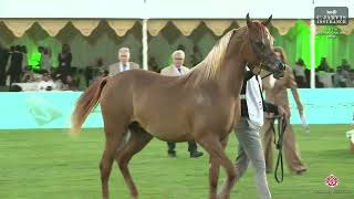 N 62 MALAK AL QADHAT The 7th International AHC Show Yearling Fillies Section D Class 1D [upl. by Venditti381]