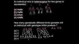 What is the difference between homozygous and heterozygous [upl. by Tyson]