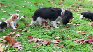 Cavalier King Charles Spaniel Puppies For Sale [upl. by Flinn]