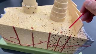 Bone Model for Human Anatomy [upl. by Misab]