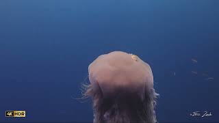 Lions Mane Jellyfish at Koh Tao Thailand scubadiving jellyfish marinelife [upl. by Dode]