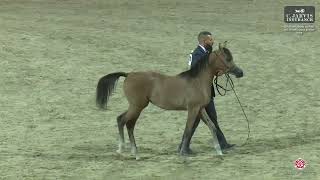 N 78 WATHNAN ALQUDS ERAB Arabian Horse International Show 2024 Colt Foals Class 2B [upl. by Oibesue]