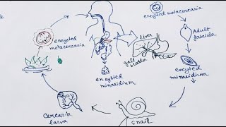 Fasciola Hepatica lifecycle  English   Liver Fluke  Lifecycle [upl. by Ok217]