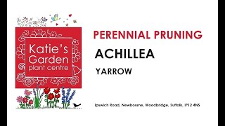 How to look after Achillea Yarrow a pruning guide [upl. by Gal]