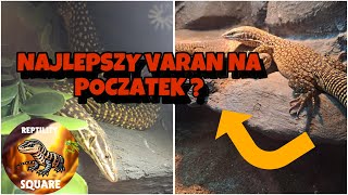 Varanus acanthurus Waran kolczastoogonowy Najlepszy na początek [upl. by Anigroeg]