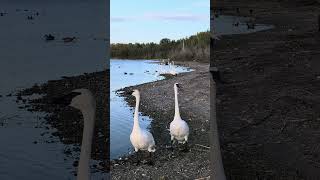 Trumpeter Couple [upl. by Rowan]