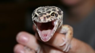 CUTE GECKO SCREAMS LIKE A BABY  BRIAN BARCZYK [upl. by Horodko610]