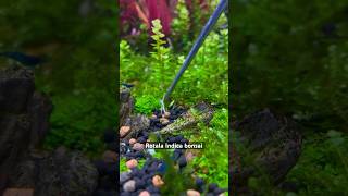 Rotala Indica bonsai aquarium fish poisson aquariumplants aquariumdesign fishcontent [upl. by Duyne]