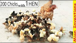 200 CHICKS with ONE HEN  Mature MURGI Hen HATCHED Eggs to 200 BABY CHICKS [upl. by Sinclare234]