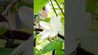 Bauhinia acuminata plant shortsvideo [upl. by Nauh]