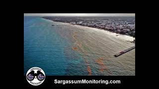 Sargassum Monitoring®  LAST NEWS  Effectiveness of sargassum barriers [upl. by Colon]